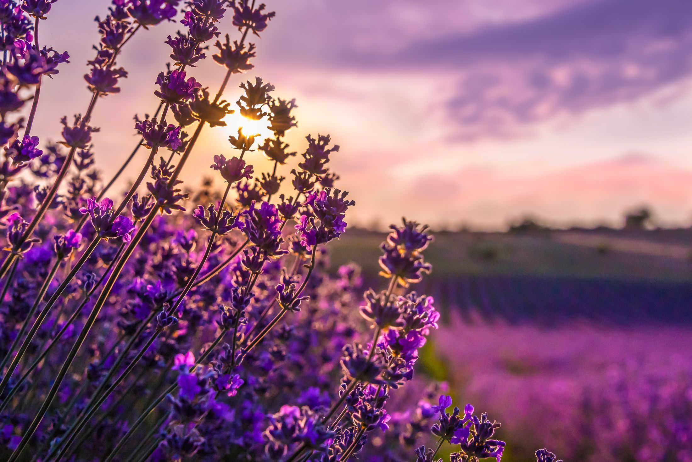 LAVENDER UP CLOSE-1